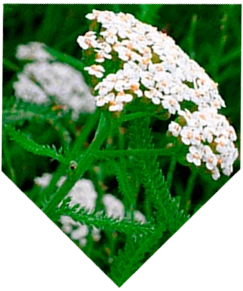 Ekstrakt slatkog pelina (Pelin)